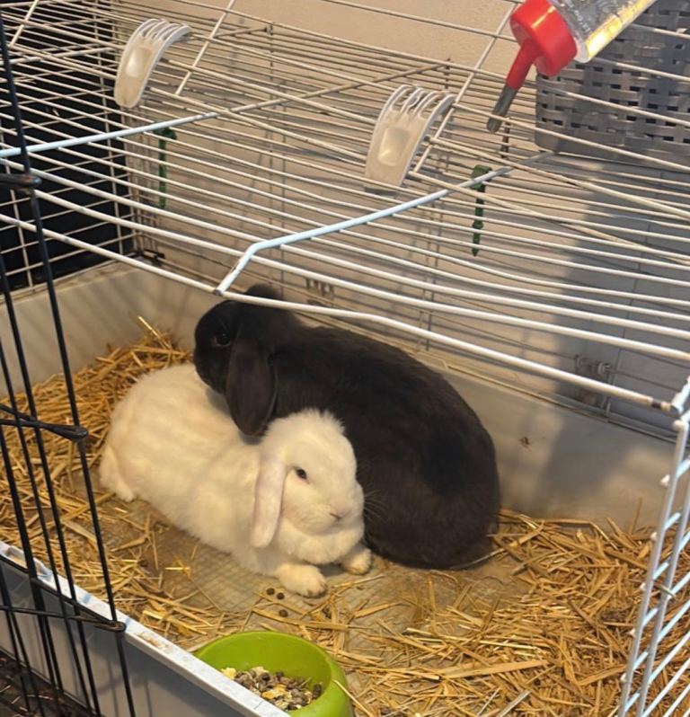 Rabbits x 2