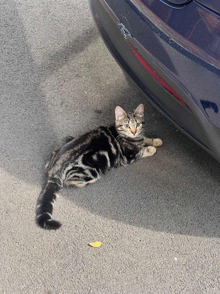 Kitten 6 months old tabby male 