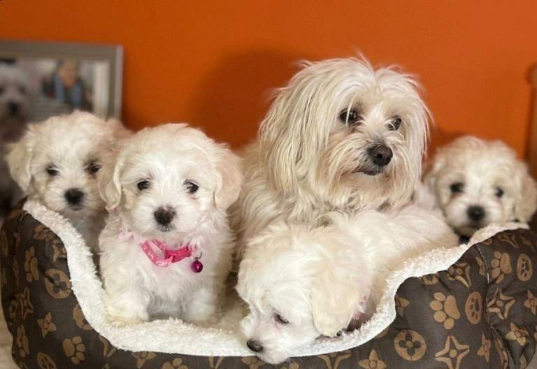 Maltese puppies
