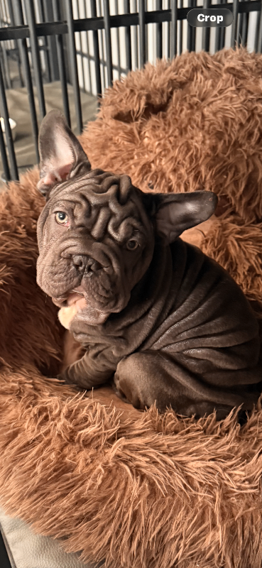 Stunning Male frenchie READY NOW