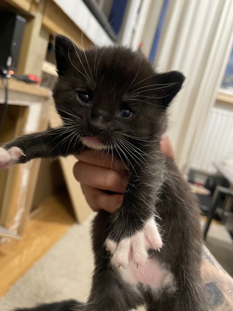 Kitten for sale 