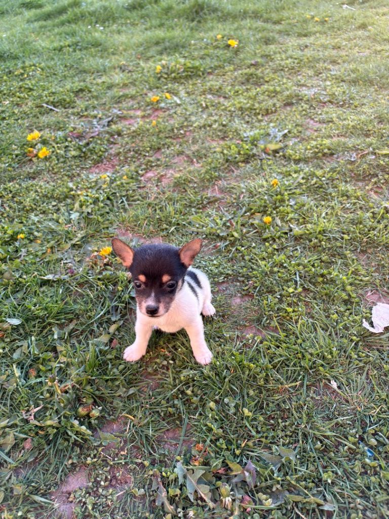 Jack Russell puppies ready to leave now 3 boys left 