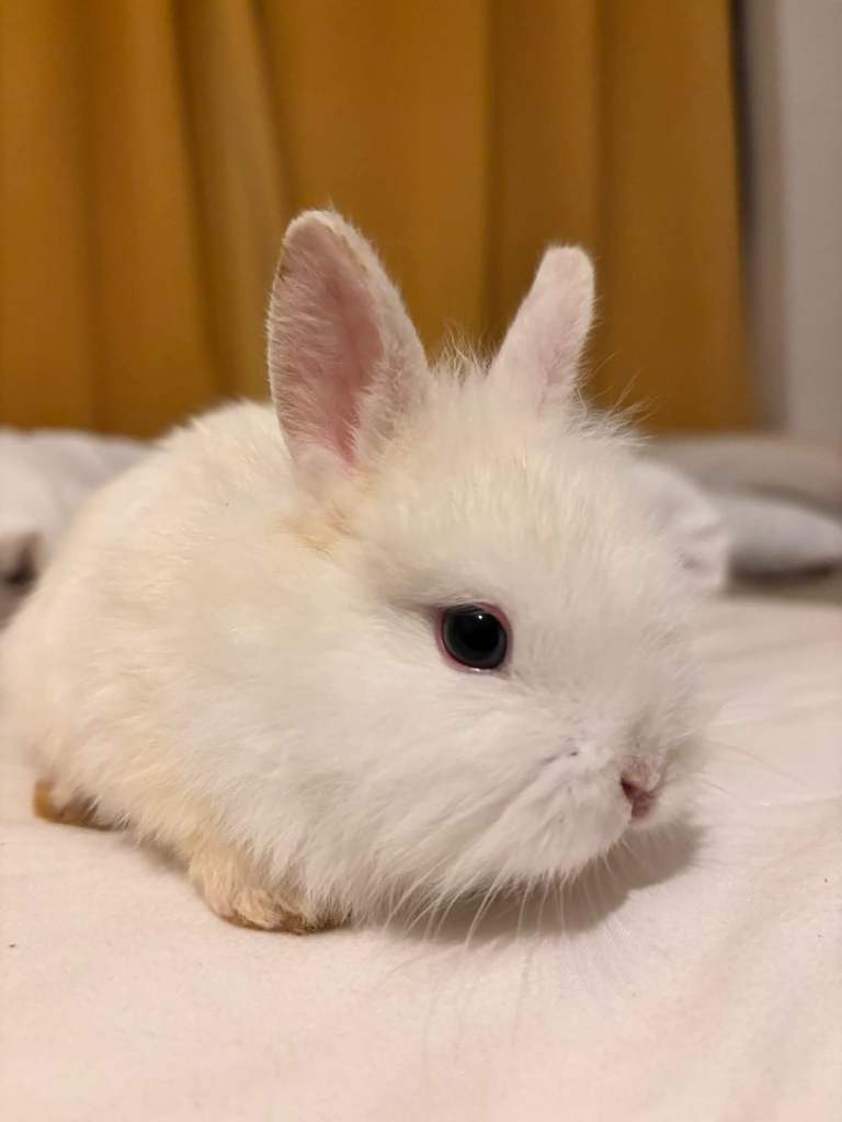 Himalayan dwarf  rabbits