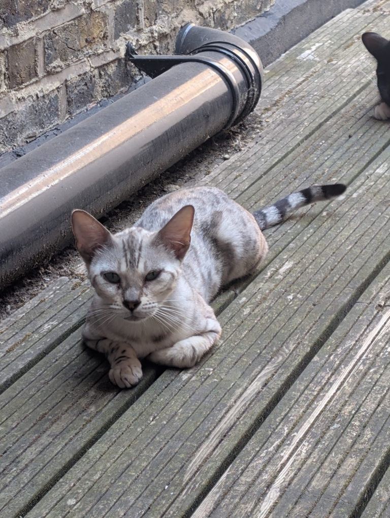 White bengal for sale