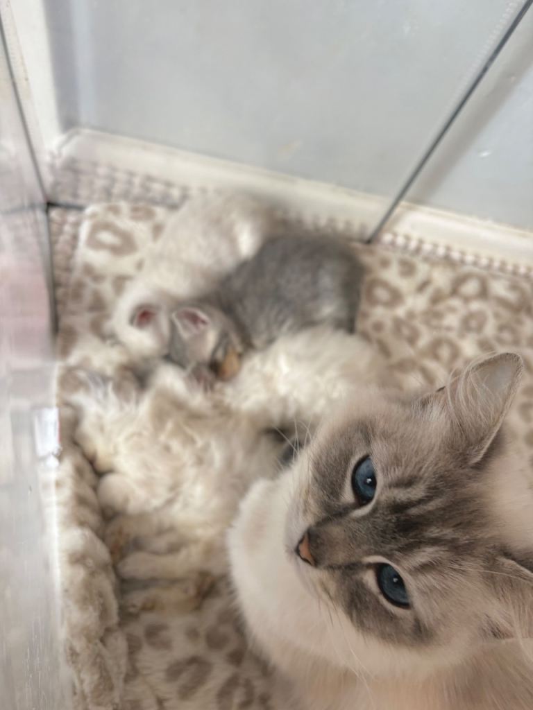 READY NOW Ragdoll x BSH Kittens