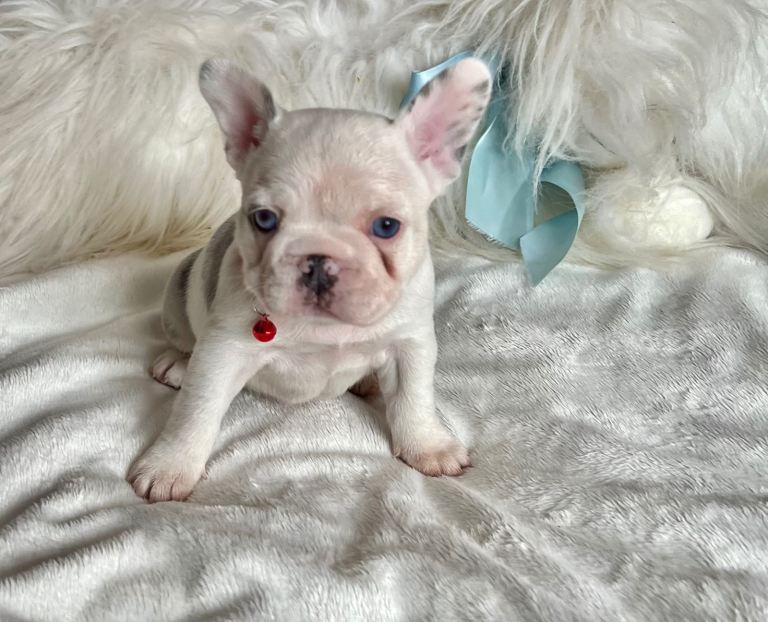 BEAUTIFUL FRENCH BULLDOG PUPPIES
