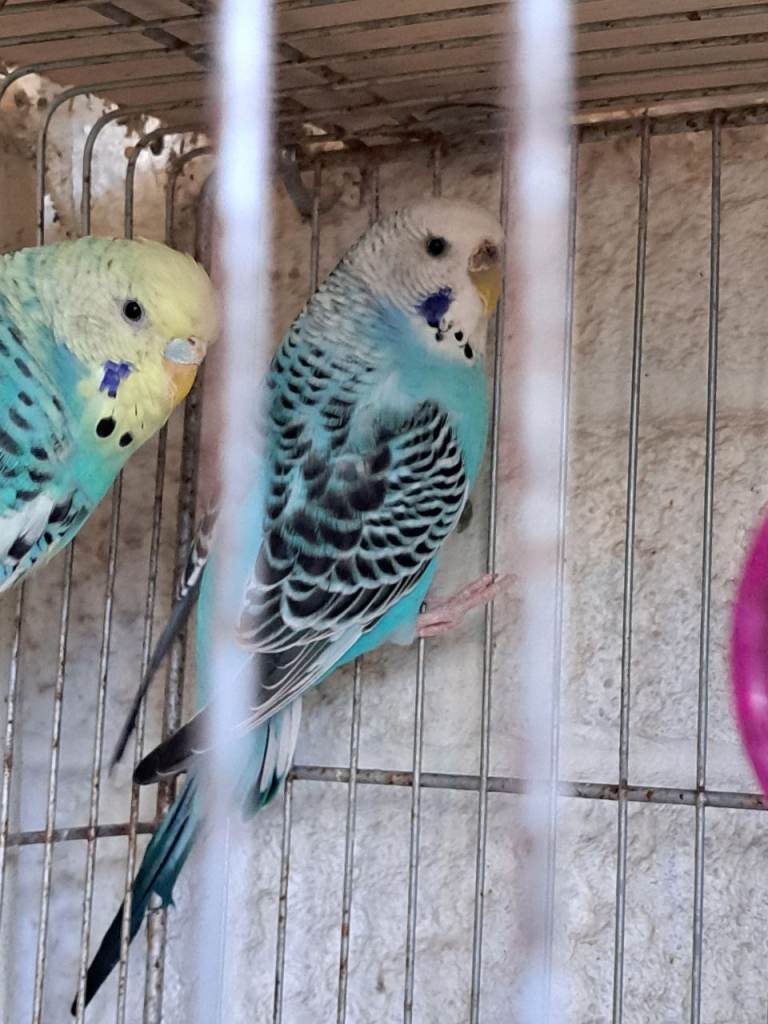 Budgies 