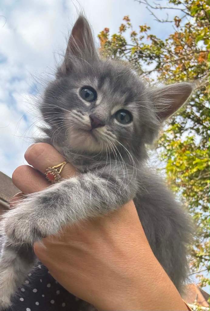 Kittens 