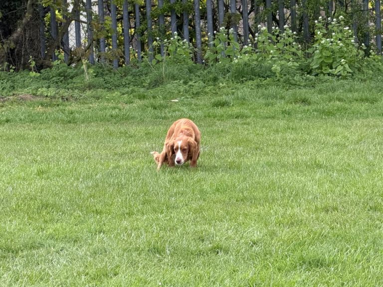 Cocker spaniel cross