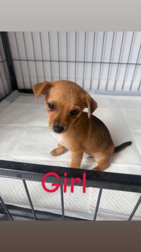 Norfolk terrier x Pomeranian 1 left READY NOW 🏡
