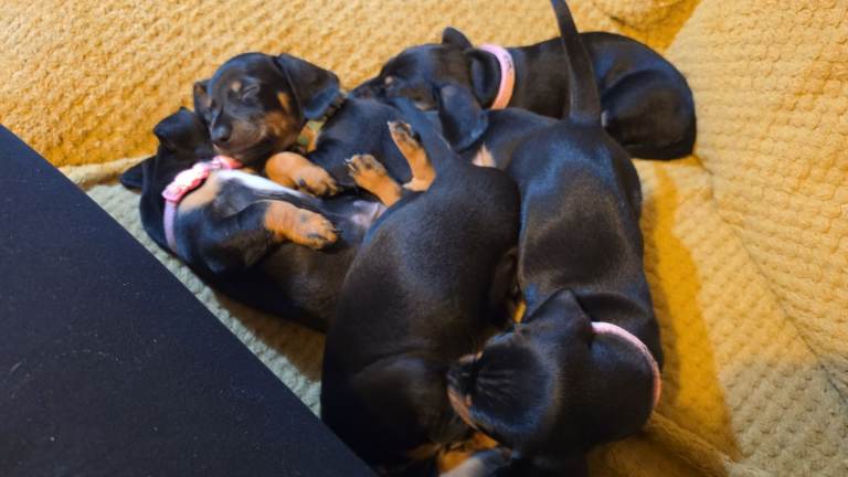 2 dachshund pups looking for there forever home 