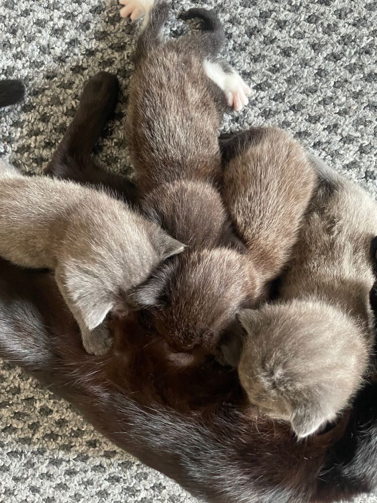 FOUR KITTENS 
