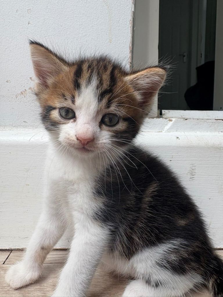 Kittens for sale read description