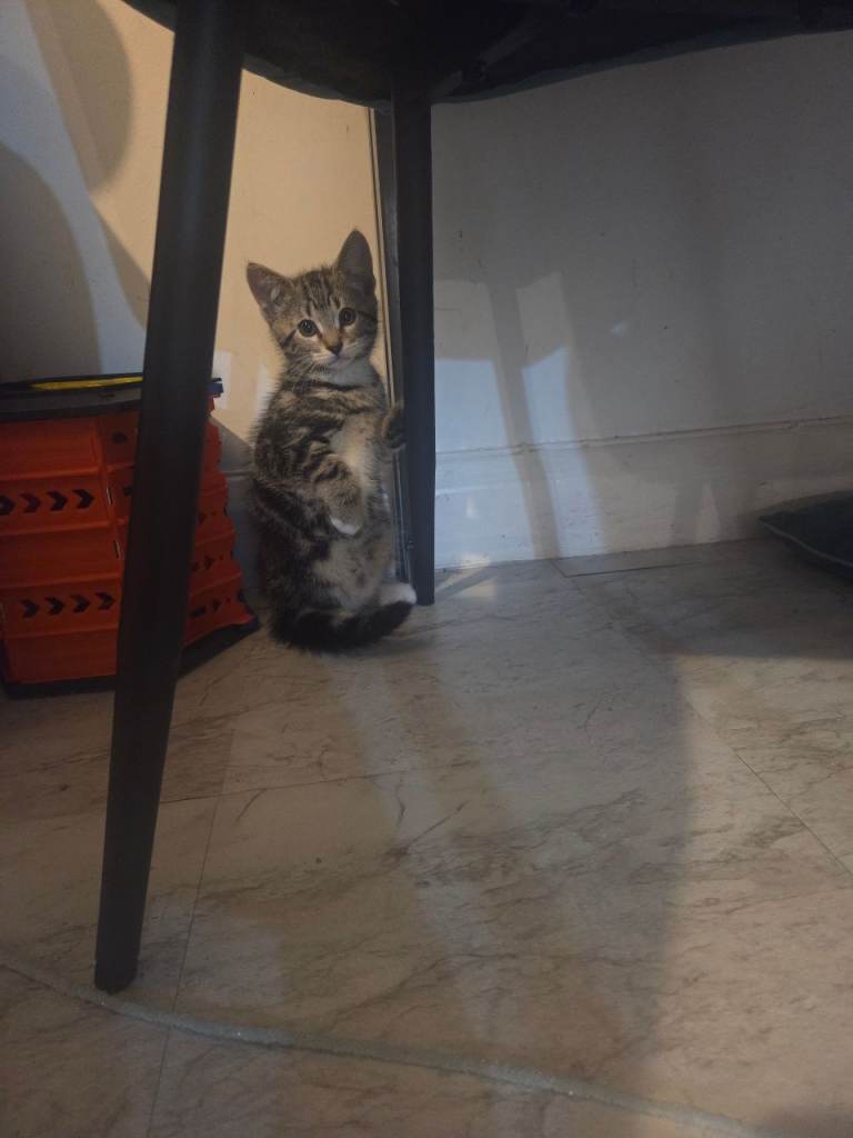 Tabby kittens for sell