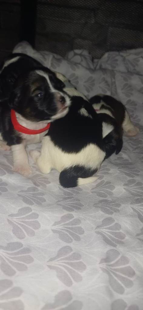 2 left now puppies for sale shihtzu cross 2 girls left new advert