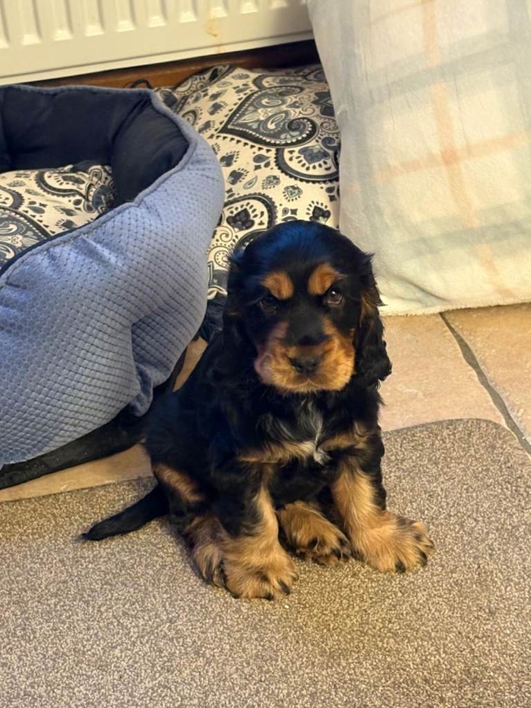 Pure Cocker Spaniel Puppy