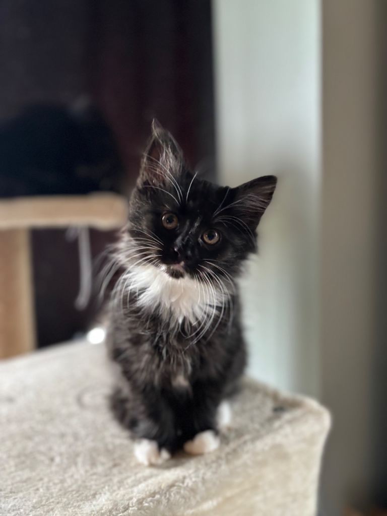 Kitten for sale