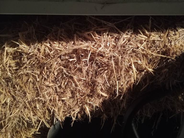2 large straw bales 