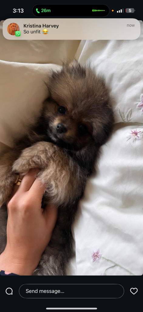Stunning xxs Pomeranian baby boy