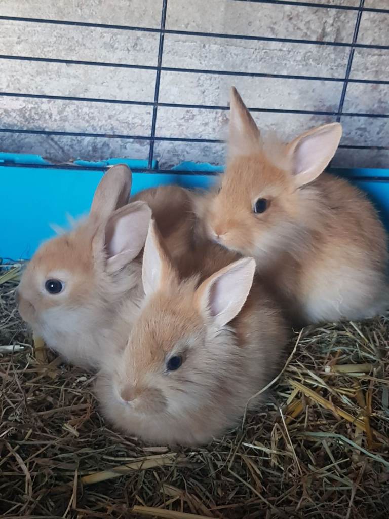 Lionhead baby rabbits 