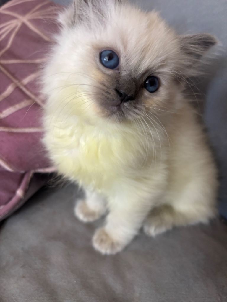 Ragdoll kittens 