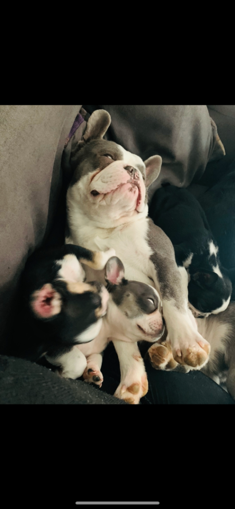 French bulldog puppies 