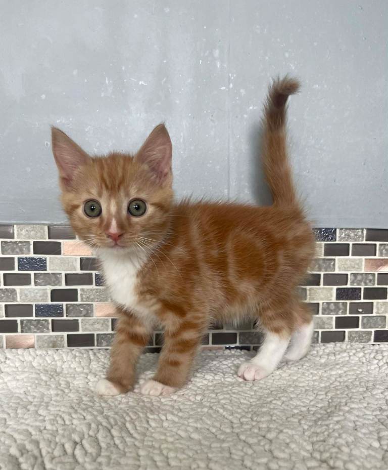 8 Beautiful Kittens READY NOW