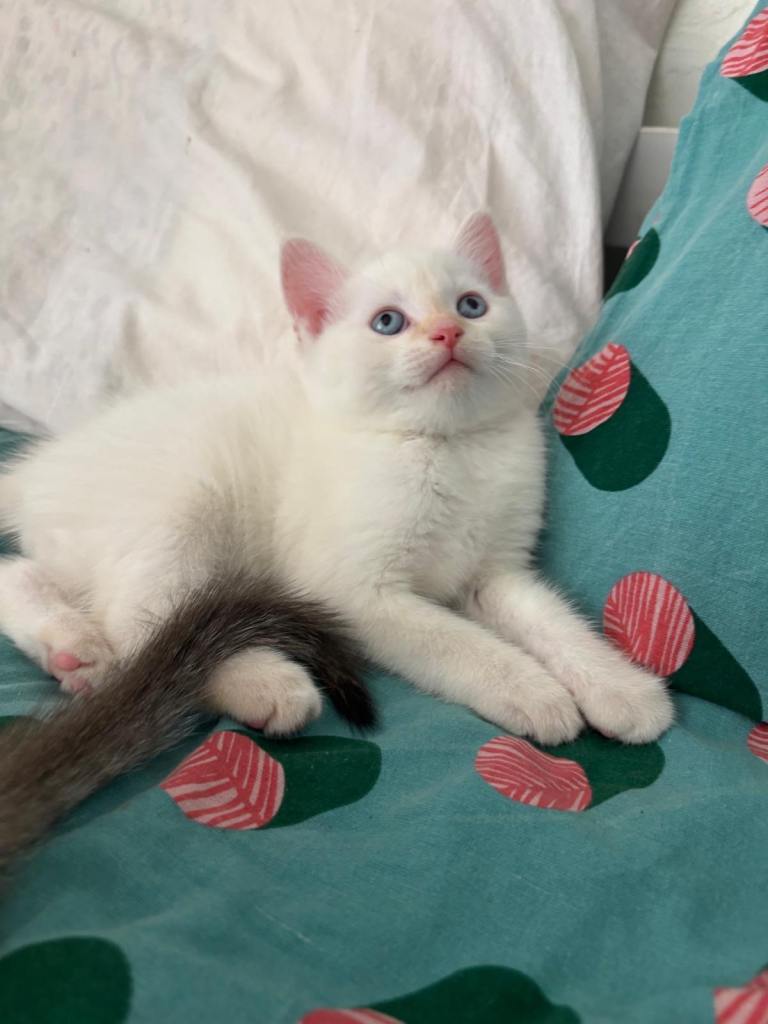 Kittens for sale