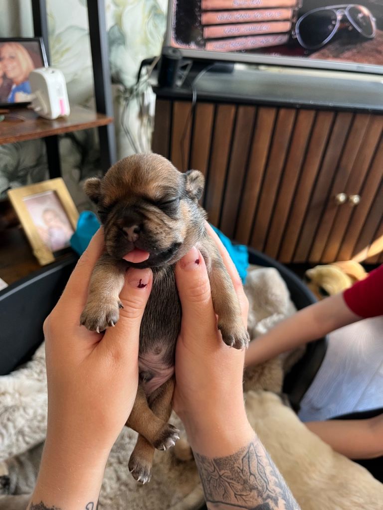 Pug puppies