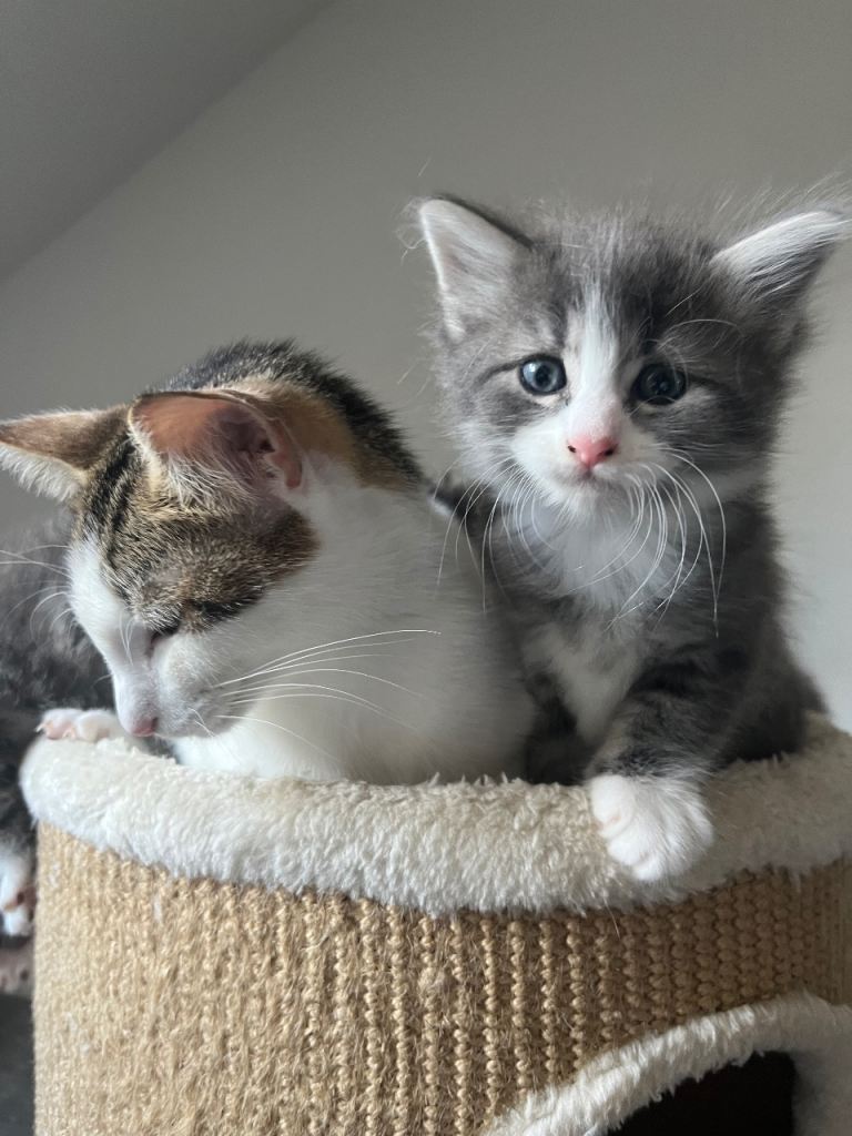lovely kittens looking for a new home 