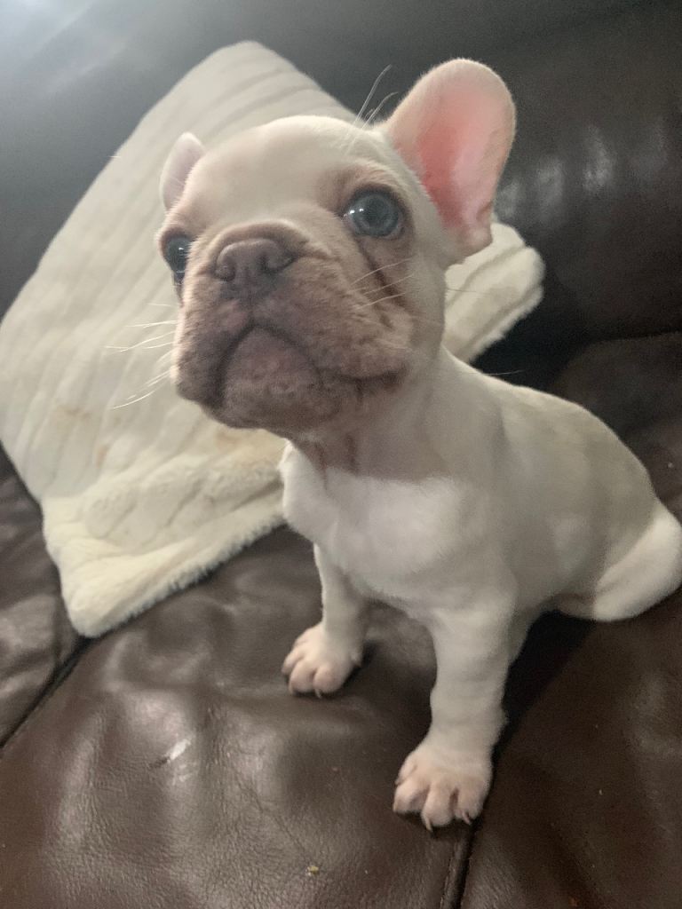 *** READY TO COLLECT***Stunning French Bulldog Puppies*REASONABLE PRICES*