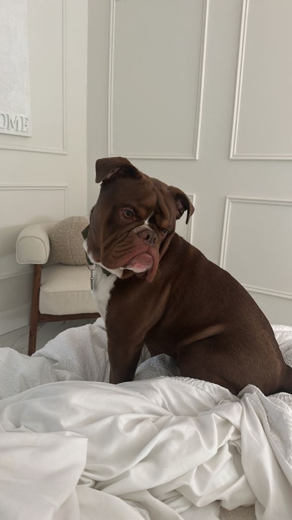 Olde english bulldog for sale 
