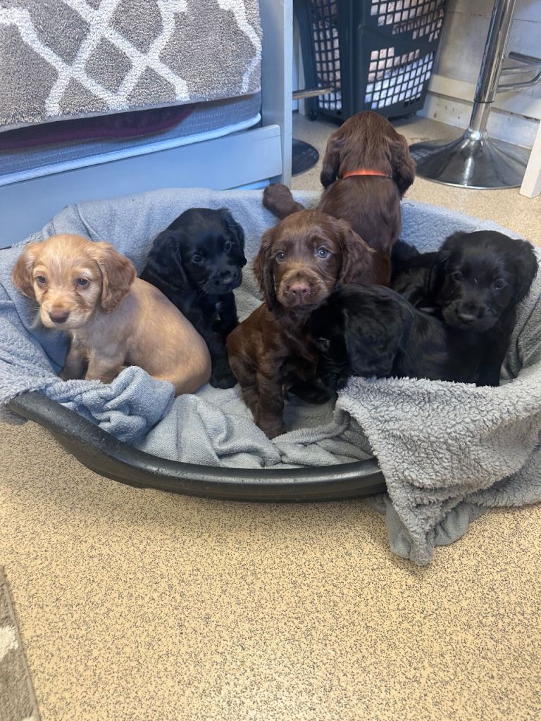 Kc registered Cocker spaniel puppies 