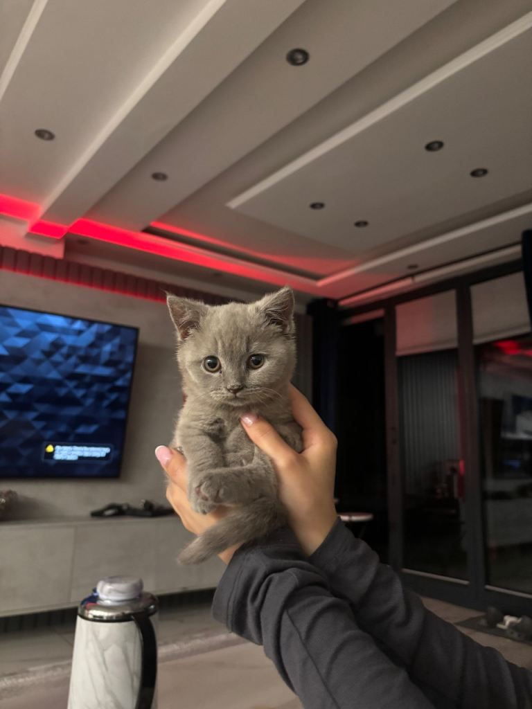 British Shothair Kitten 