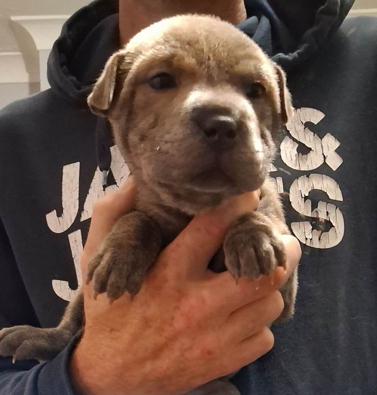 Blue staffy x sharpei 