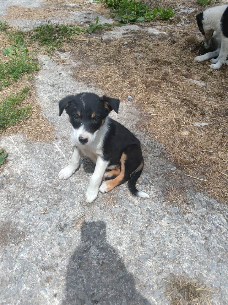 Collie pups