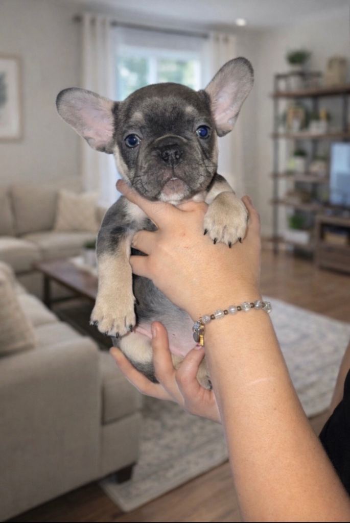 French Bulldog Pup