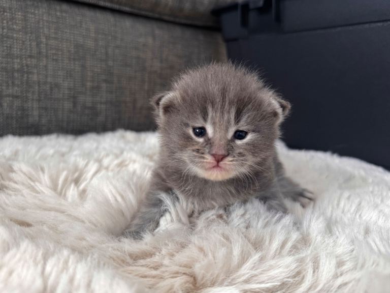 MAINE COONE KITTENS - ABERDEEN