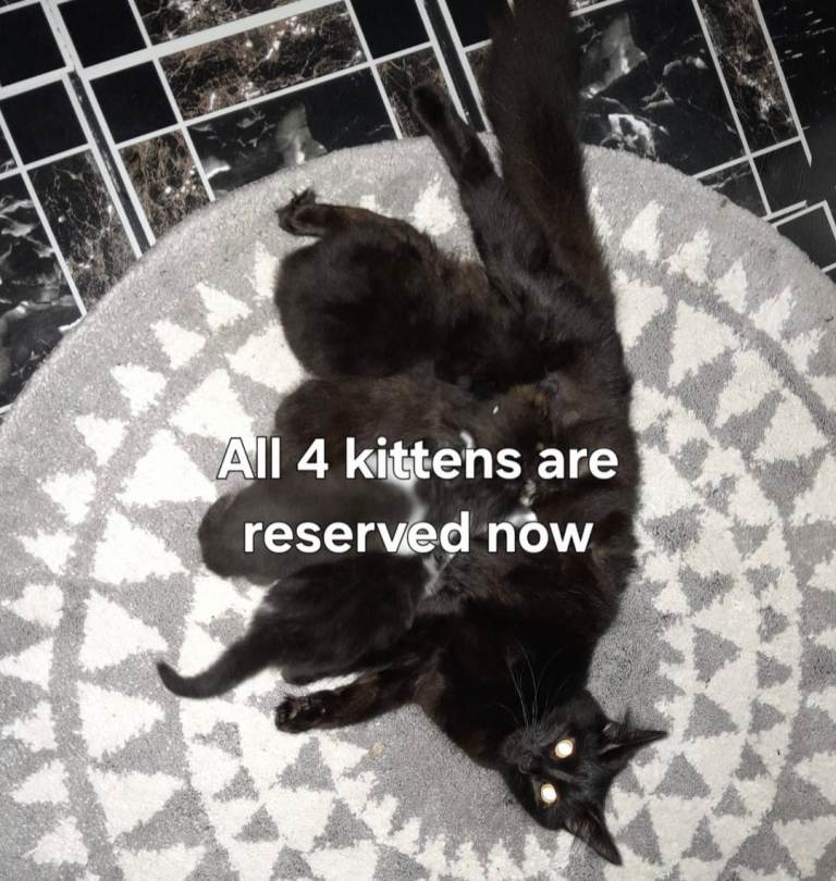 Now all reserved. Kittens for sale 