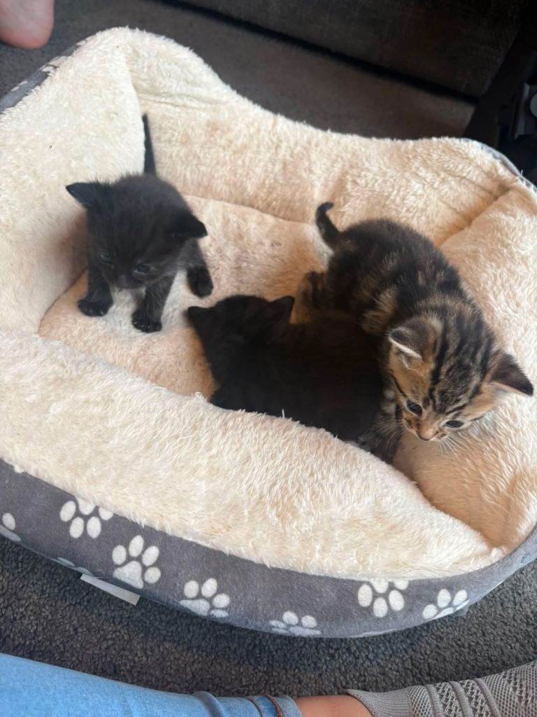 Kittens for sale 