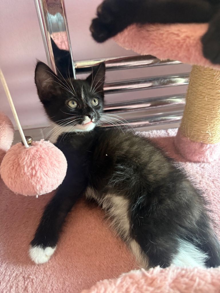 REDUCED  Domestic kittens