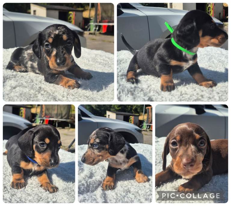 PRA CLEAR MINIATURE DACHSHUND PUPPIES