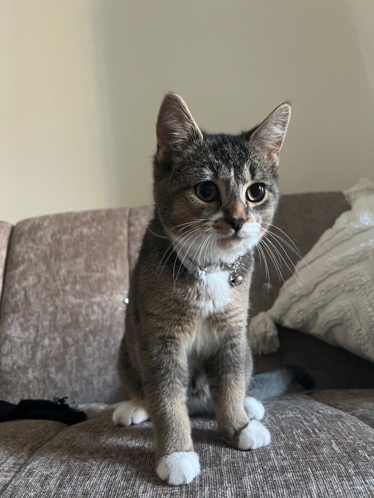 Boy kitten with free cat house and scratcher