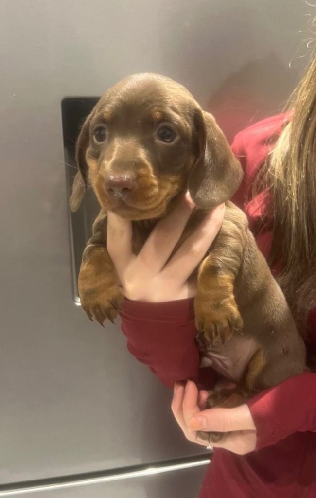 Miniature dachshund boy 