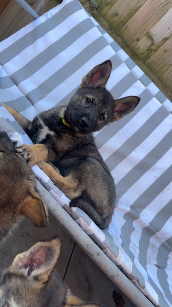 German shepherd cross husky 