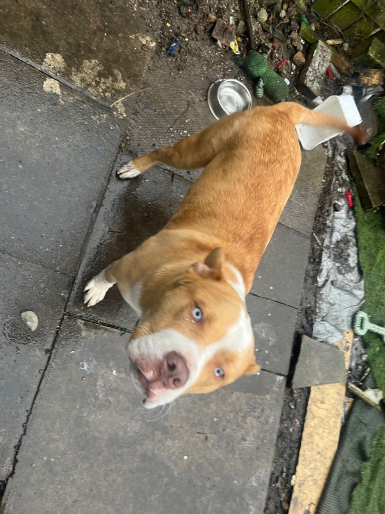 7 Month Old Mixed Breed Blue eyed Boy