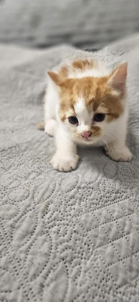 Kittens for sale 
