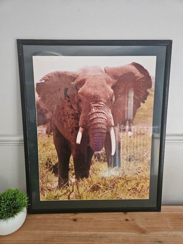 Large Elephant Print And Frame