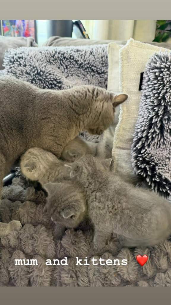 Beautiful British Shorthair Kittens 