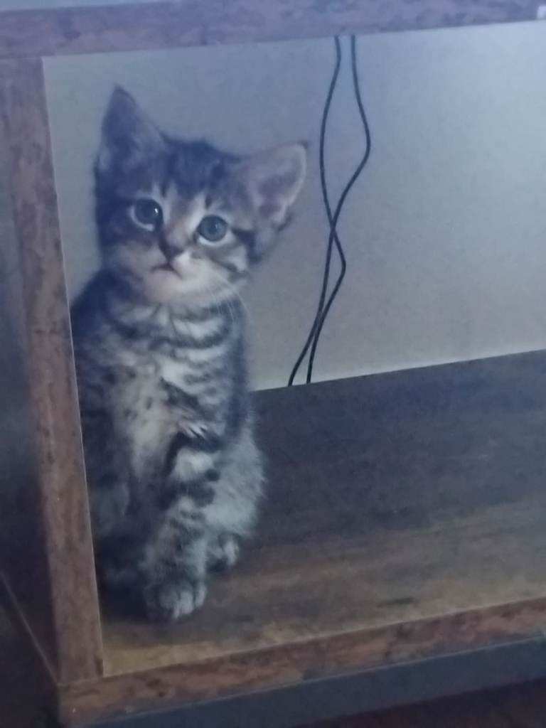 Male kitten left 😸😸🐆sold 